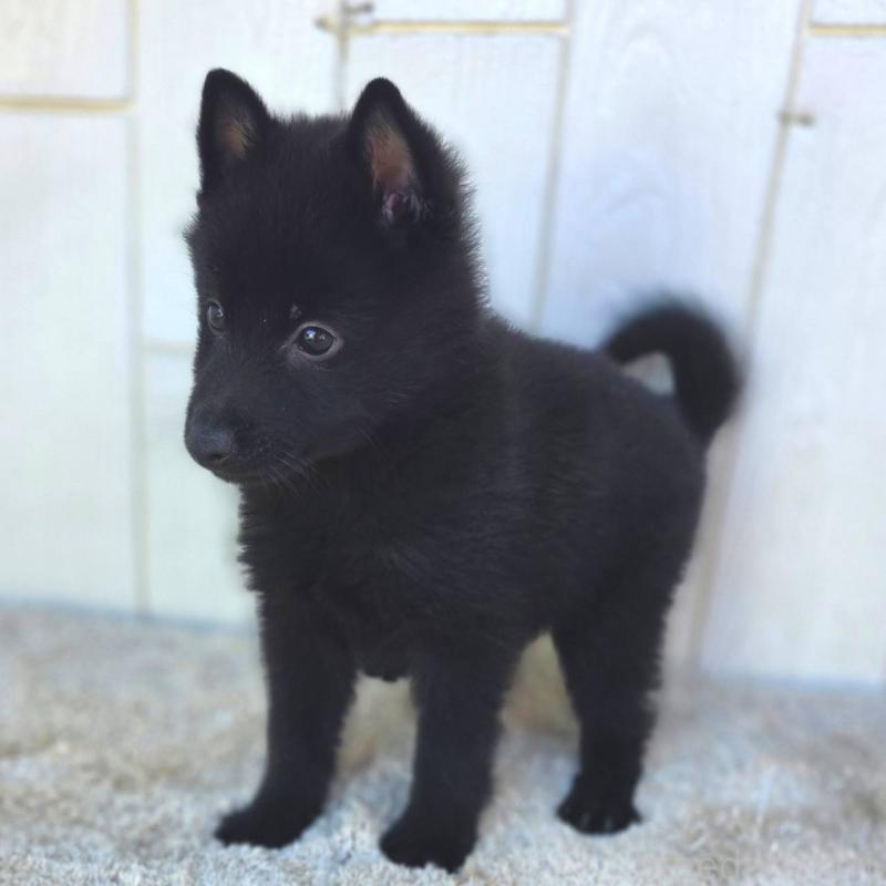 商談中の茨城県のスキッパーキ-431216の19枚目