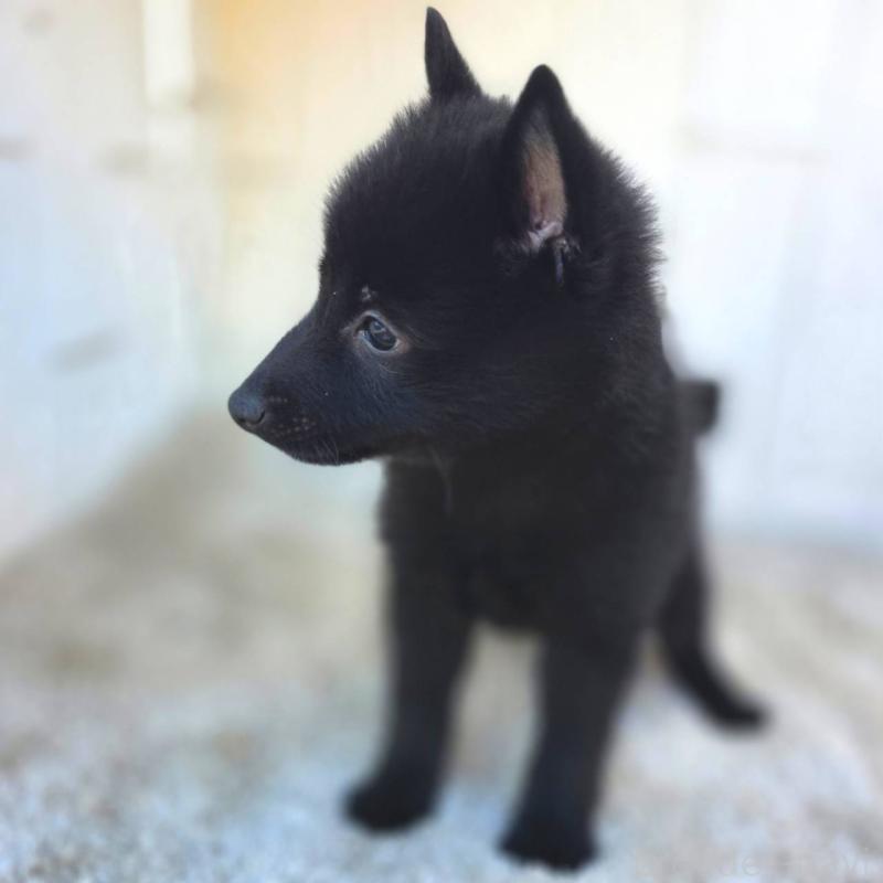 商談中の茨城県のスキッパーキ-431216の18枚目