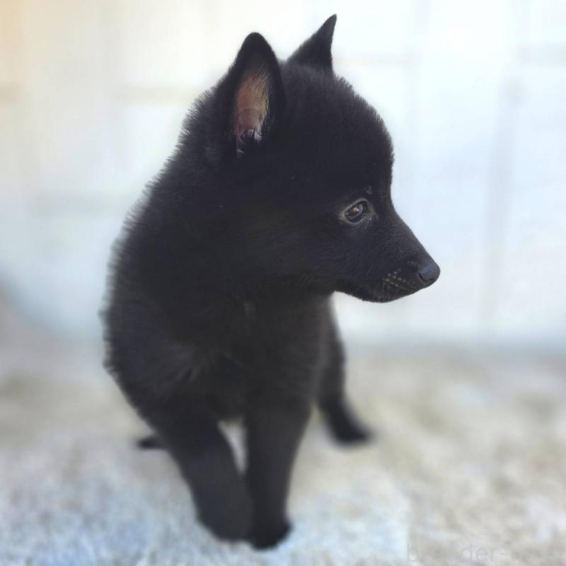 商談中の茨城県のスキッパーキ-431216の17枚目