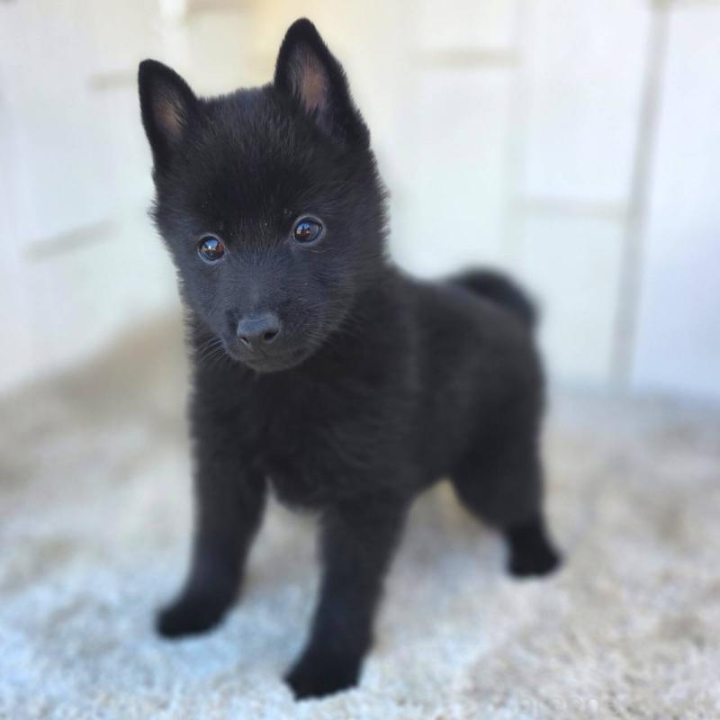 商談中の茨城県のスキッパーキ-431216の16枚目