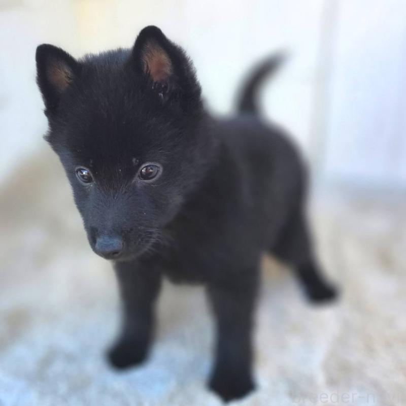 商談中の茨城県のスキッパーキ-431216の15枚目