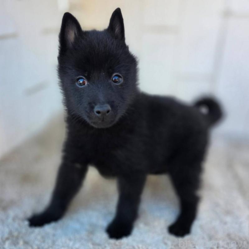 商談中の茨城県のスキッパーキ-431216の14枚目