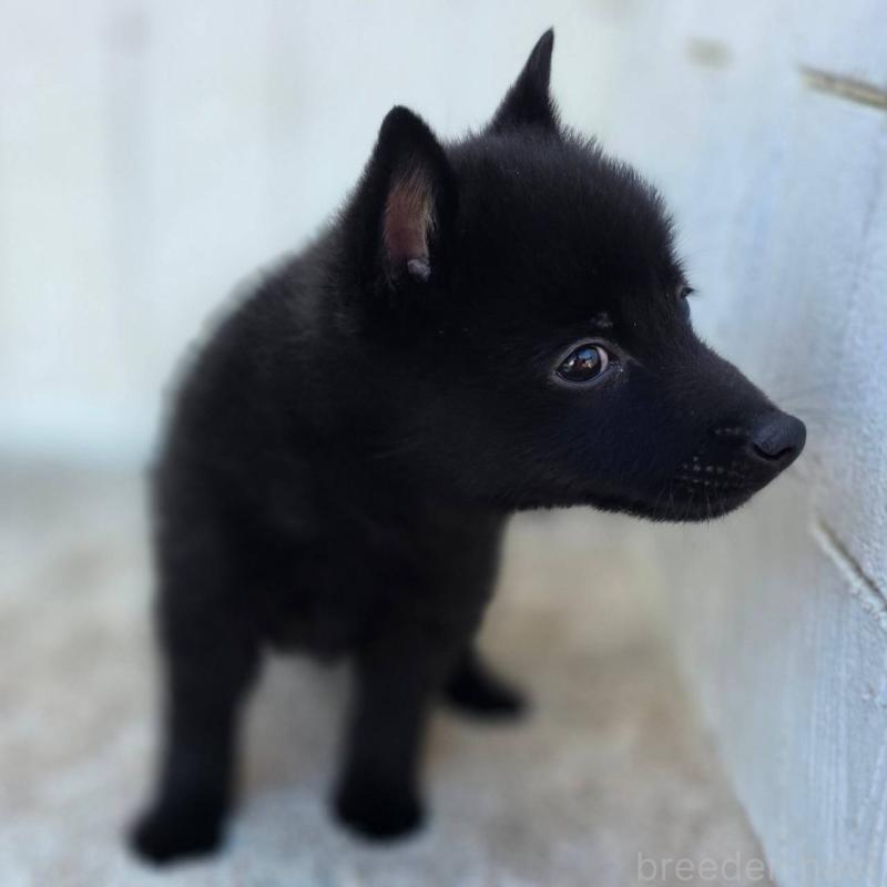 商談中の茨城県のスキッパーキ-431216の13枚目