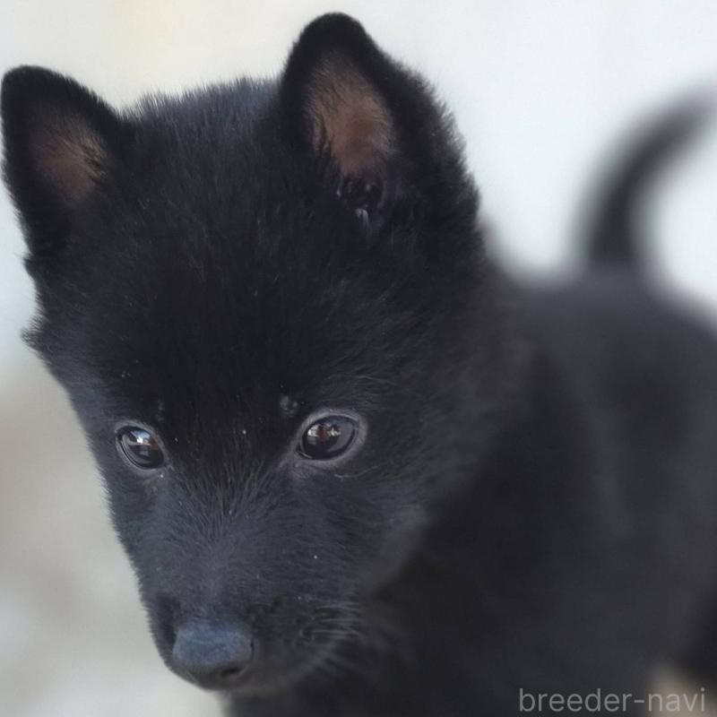 商談中の茨城県のスキッパーキ-431216の12枚目