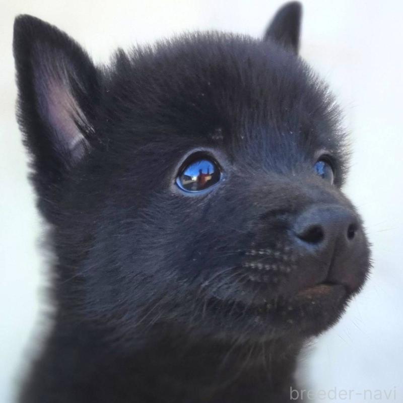 商談中の茨城県のスキッパーキ-431216の11枚目