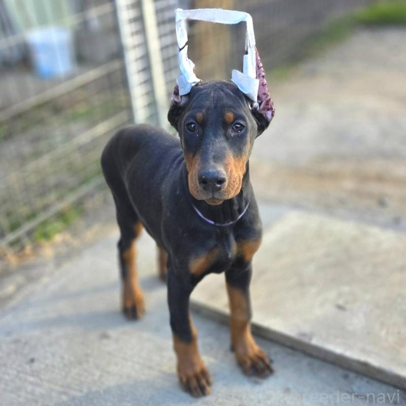 成約済の茨城県のドーベルマン-428842の12枚目