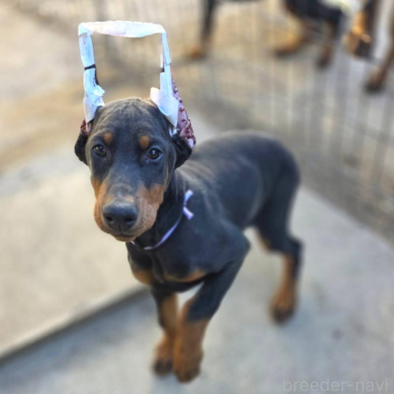 成約済の茨城県のドーベルマン-428842の11枚目