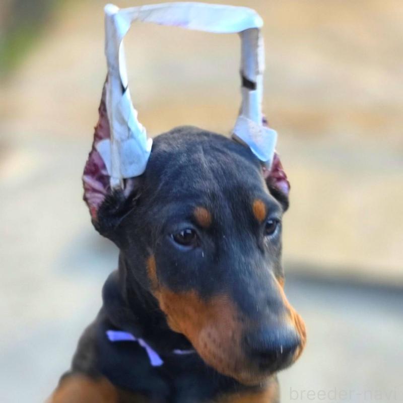 成約済の茨城県のドーベルマン-428842の10枚目