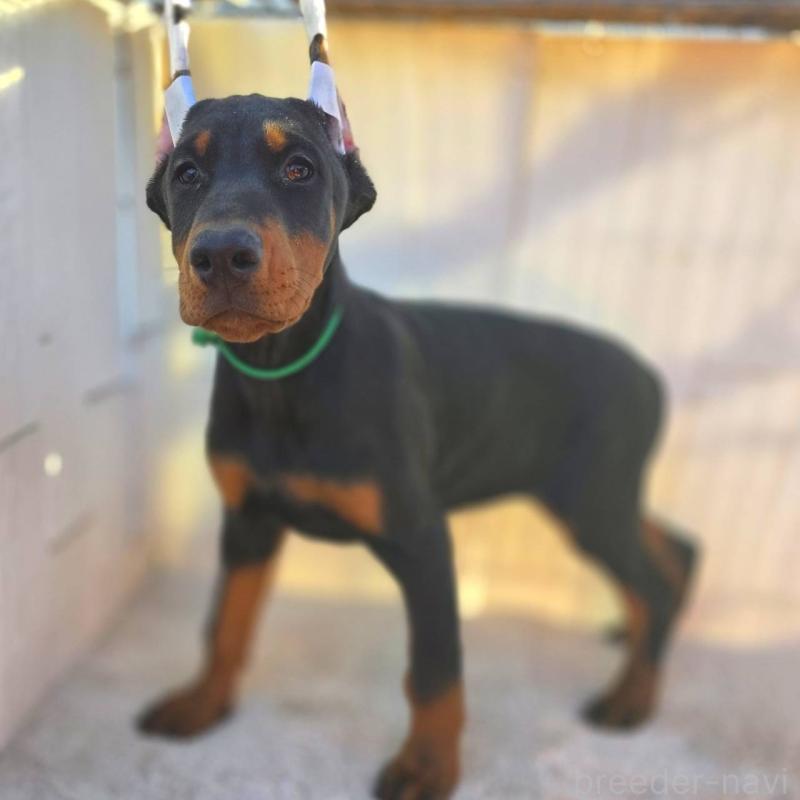 成約済の茨城県のドーベルマン-428842の8枚目