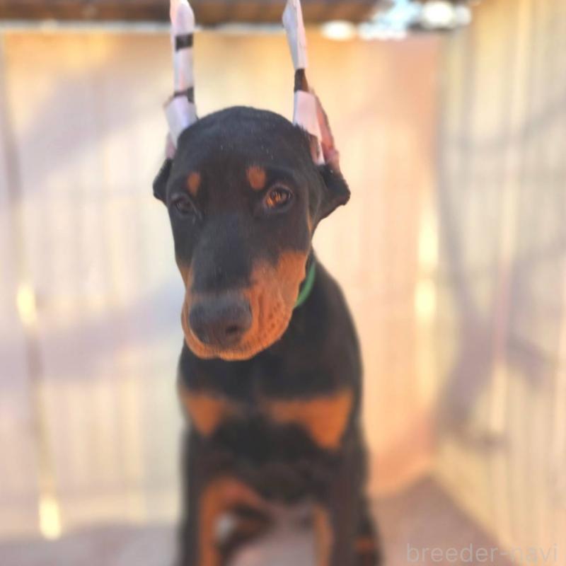 成約済の茨城県のドーベルマン-428842の7枚目