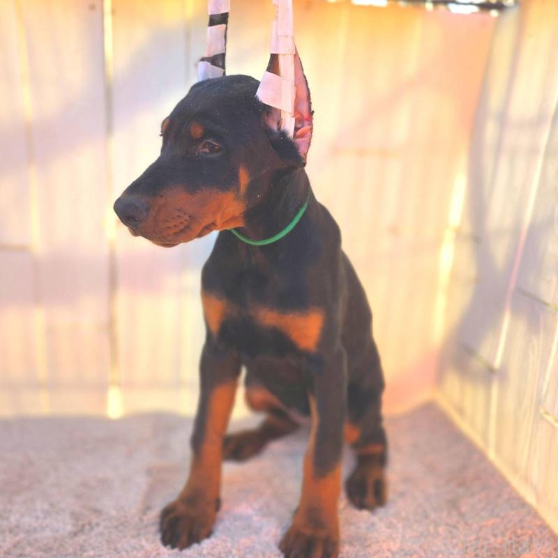 成約済の茨城県のドーベルマン-428842の6枚目