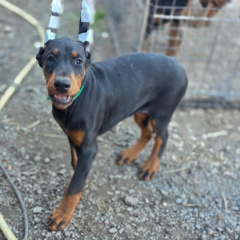 成約済の茨城県のドーベルマン-428842の4枚目