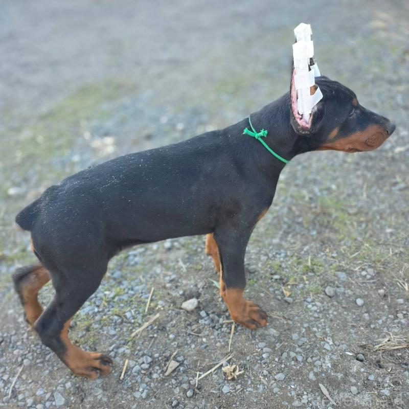 成約済の茨城県のドーベルマン-428842の3枚目