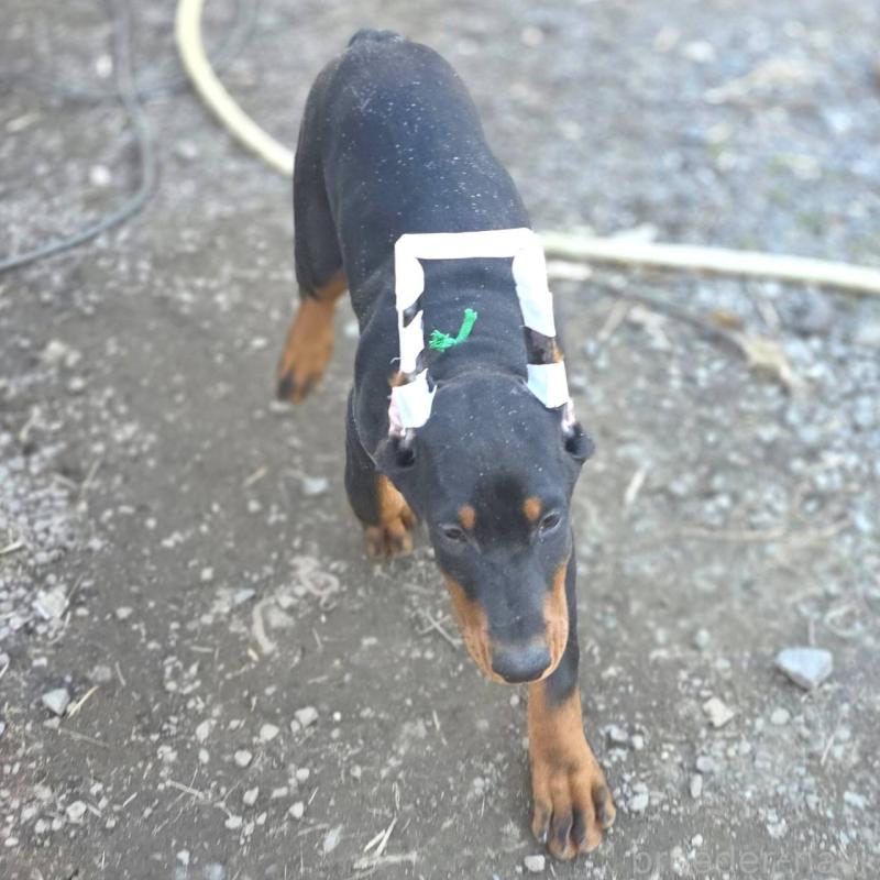 成約済の茨城県のドーベルマン-428842の2枚目