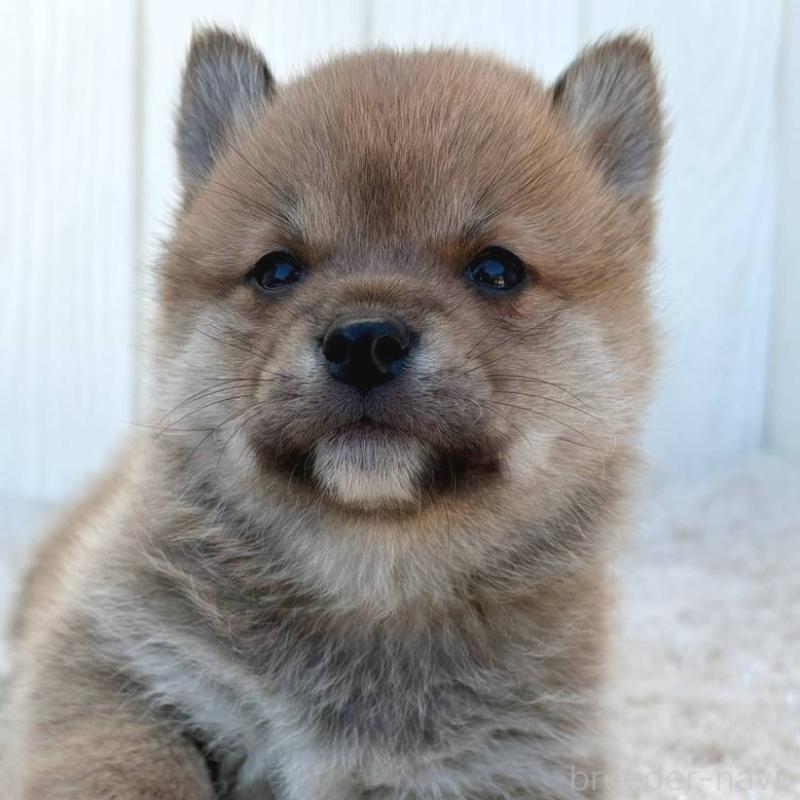 販売中の茨城県のミックス犬-436895