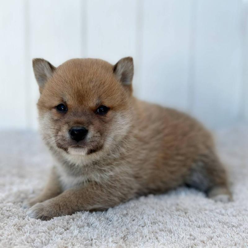 販売中の茨城県のミックス犬-436895の41枚目