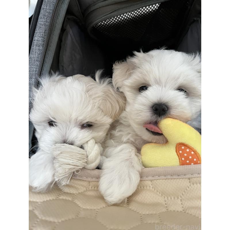 販売中の滋賀県のマルチーズ-430675の15枚目