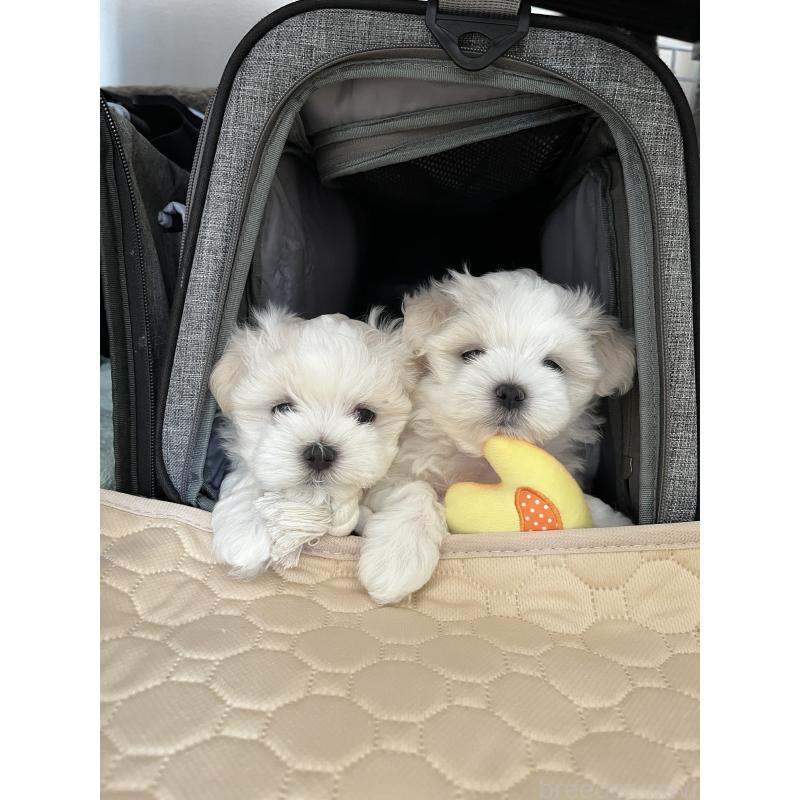 販売中の滋賀県のマルチーズ-430675の14枚目