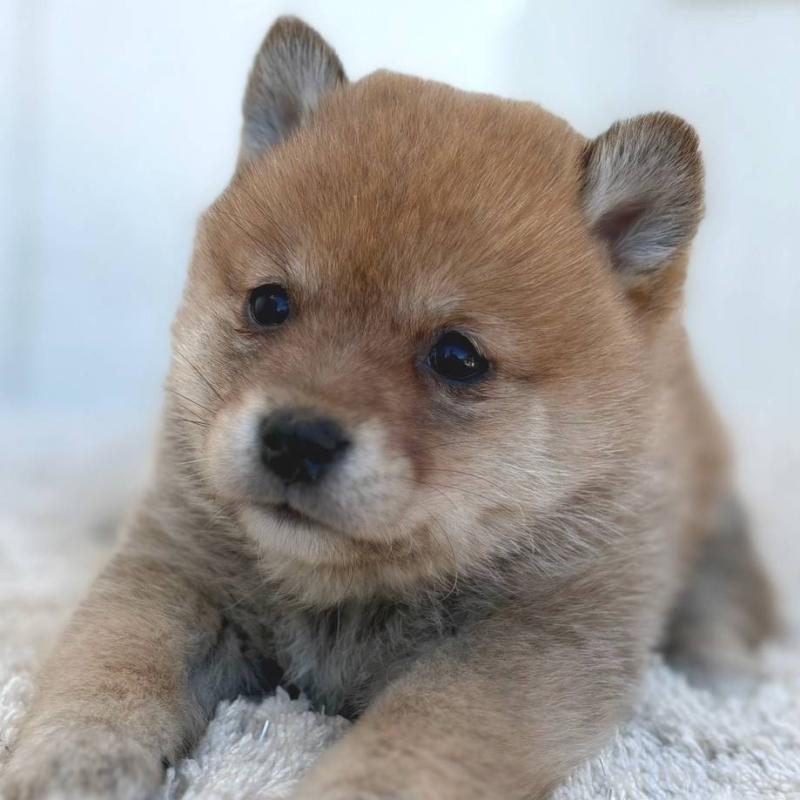 販売中の茨城県のミックス犬-436897