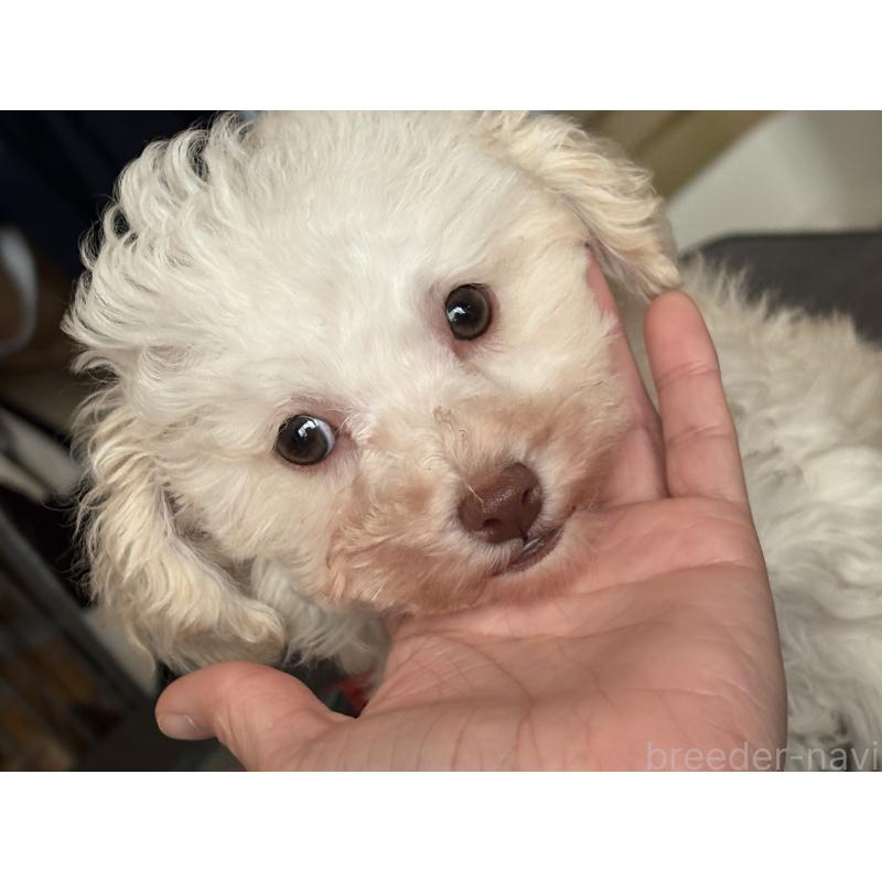 販売中の高知県のタイニープードル-428308の2枚目