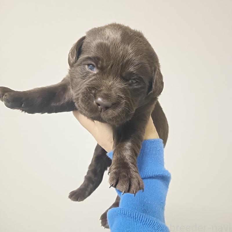 商談中の山口県のラブラドールレトリーバー-435399