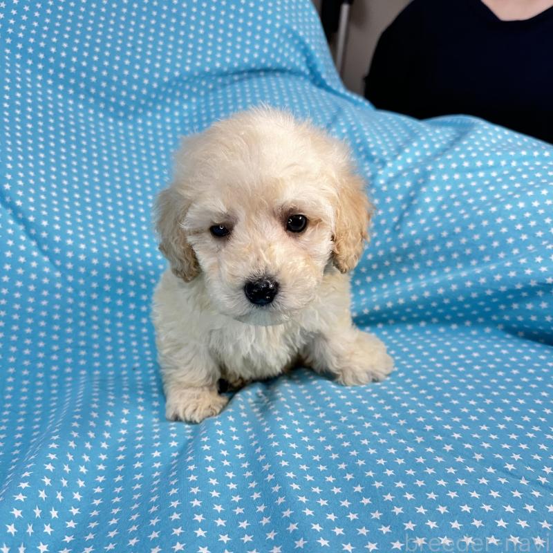 販売中の北海道のミックス犬-438733の4枚目