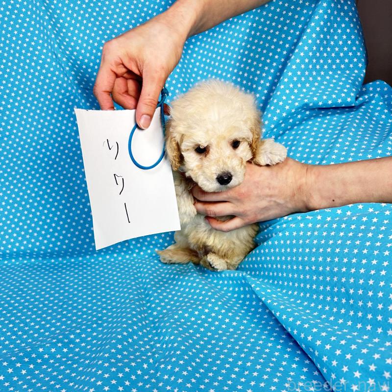 販売中の北海道のミックス犬-438733の3枚目