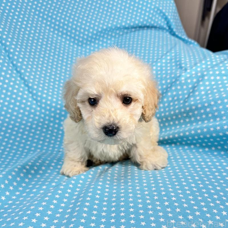 販売中の北海道のミックス犬-438733の1枚目