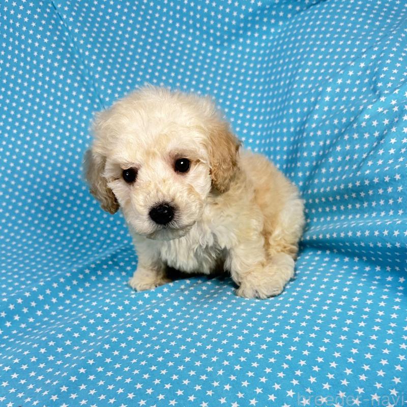 販売中の北海道のミックス犬-438733の2枚目