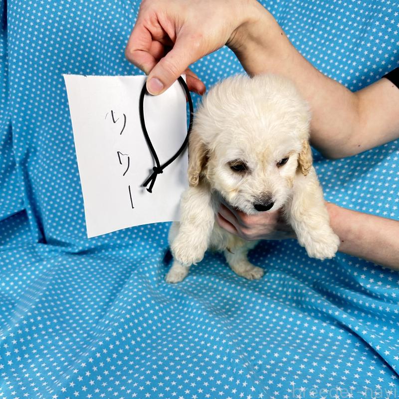 販売中の北海道のミックス犬-438734の4枚目