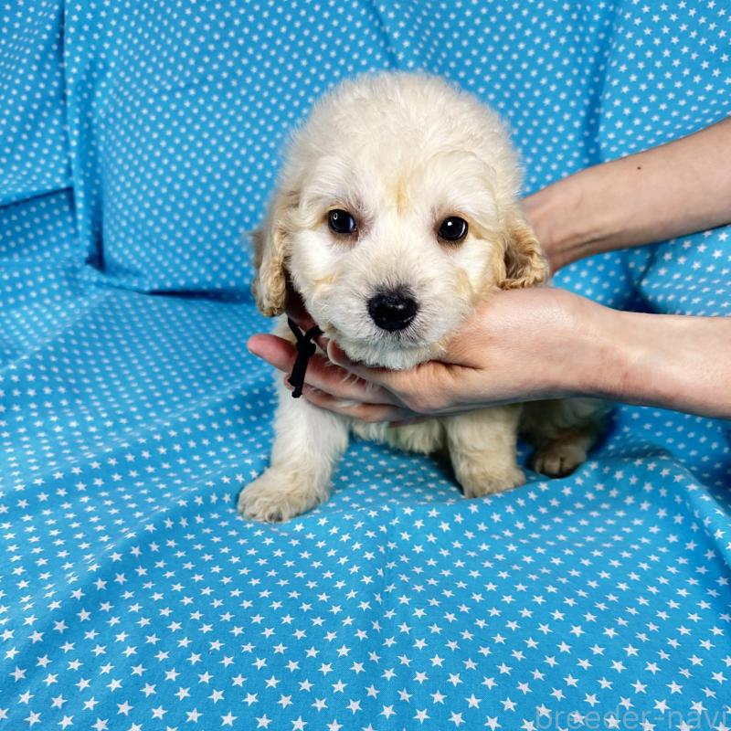 販売中の北海道のミックス犬-438734の3枚目