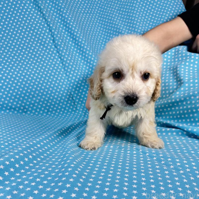 販売中の北海道のミックス犬-438734