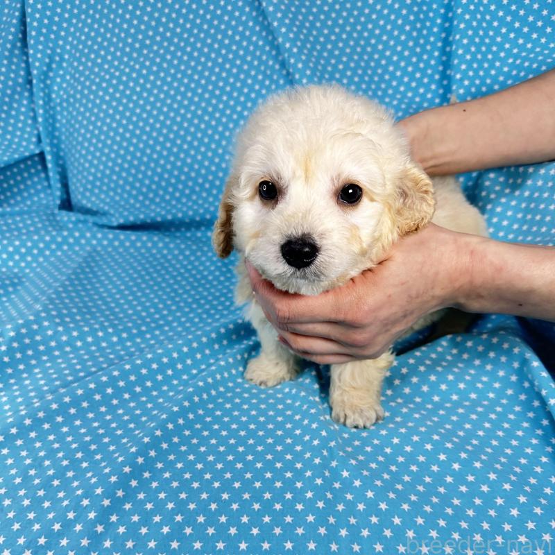 販売中の北海道のミックス犬-438734の2枚目