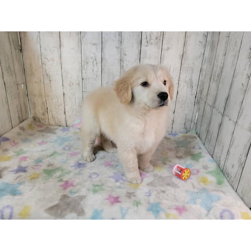 販売中の三重県のゴールデンレトリーバー-438736の4枚目