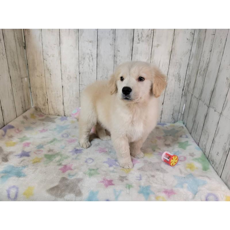 販売中の三重県のゴールデンレトリーバー-438736の3枚目