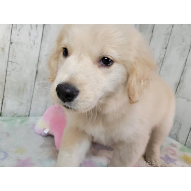 販売中の三重県のゴールデンレトリーバー-438736の2枚目
