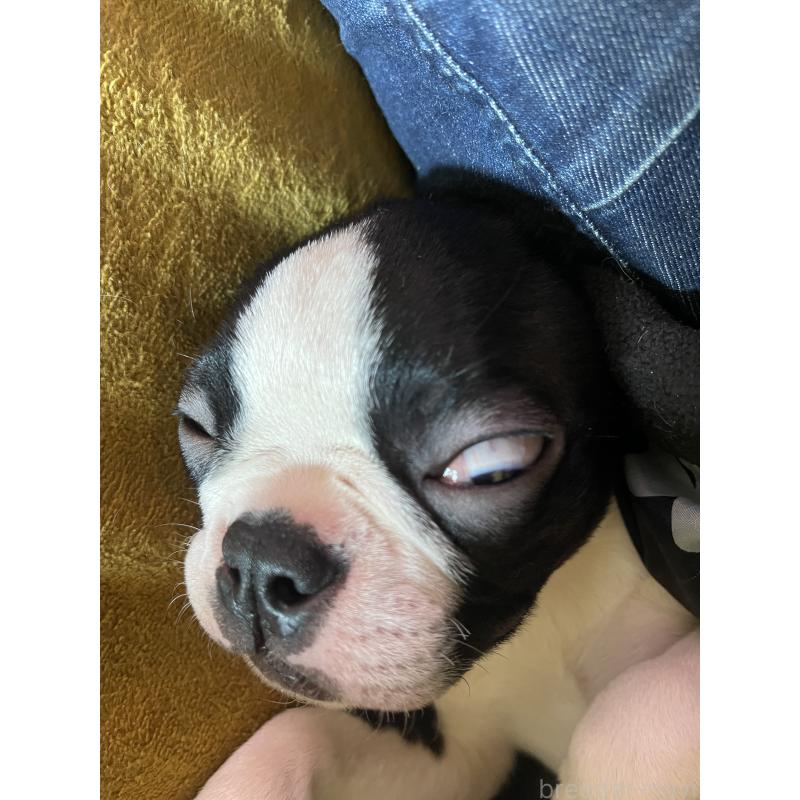 販売中の岡山県のボストンテリア-420781の1枚目