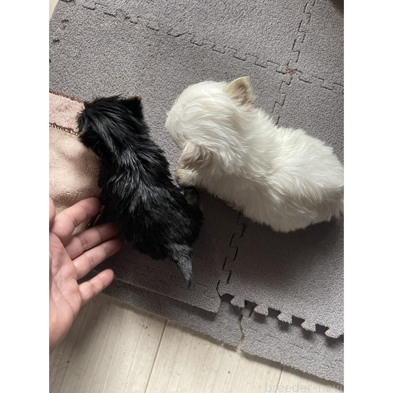 販売中の岡山県のヨークシャーテリア-431171