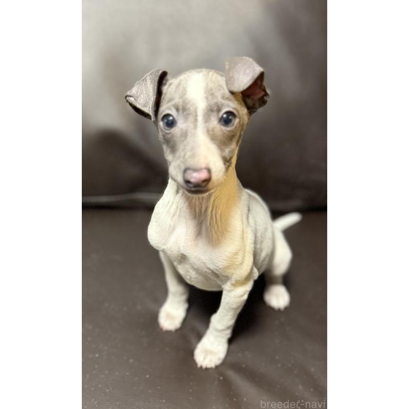 販売中の奈良県のイタリアングレーハウンド(イタグレ)-434281の8枚目