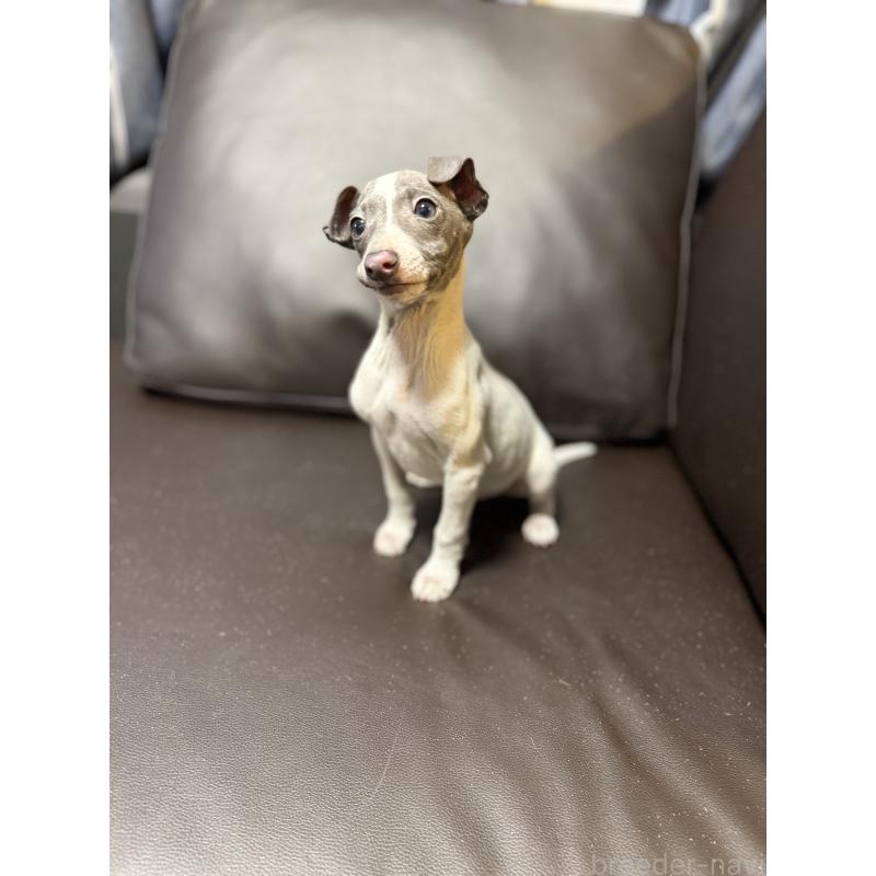 販売中の奈良県のイタリアングレーハウンド(イタグレ)-434281の7枚目