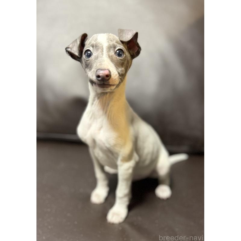 販売中の奈良県のイタリアングレーハウンド(イタグレ)-434281