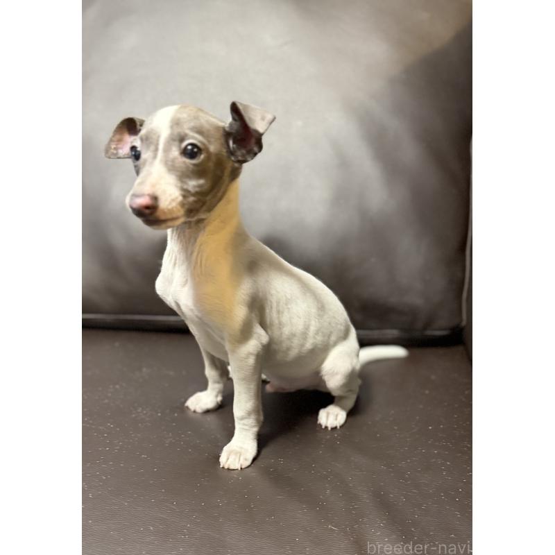 販売中の奈良県のイタリアングレーハウンド(イタグレ)-434281の5枚目