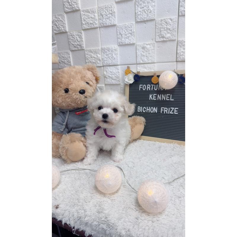 販売中の福岡県のビションフリーゼ-432946