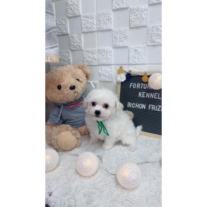 販売中の福岡県のビションフリーゼ-438737の4枚目