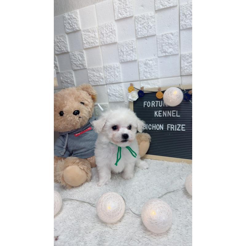 販売中の福岡県のビションフリーゼ-438737の3枚目