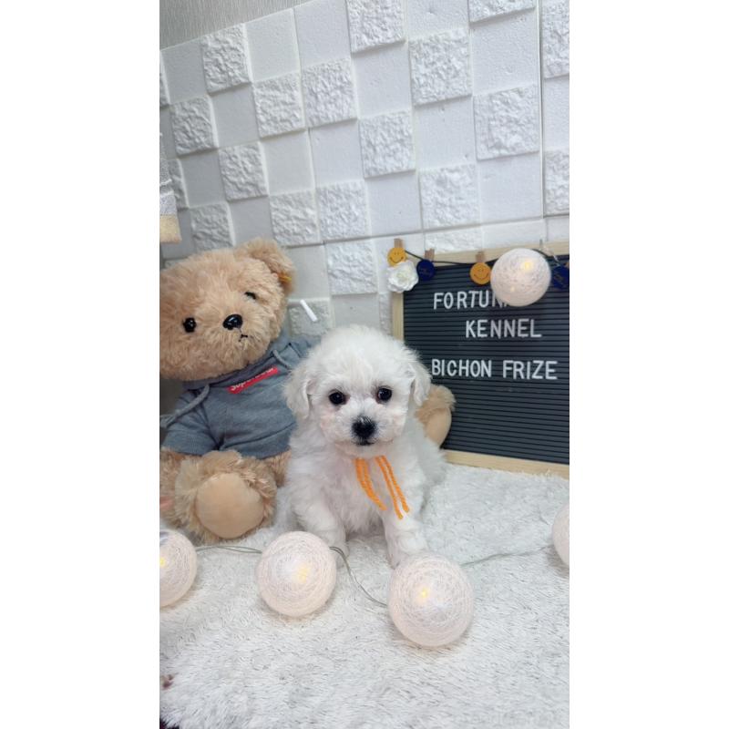 販売中の福岡県のビションフリーゼ-438738の2枚目