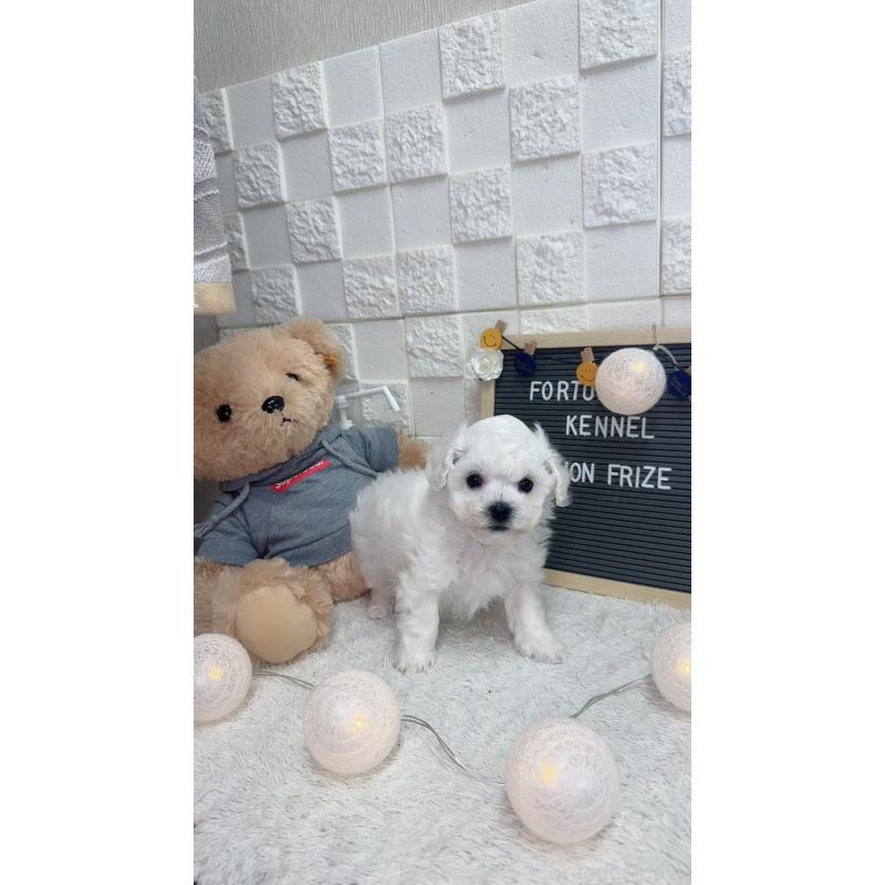 販売中の福岡県のビションフリーゼ-438739の3枚目