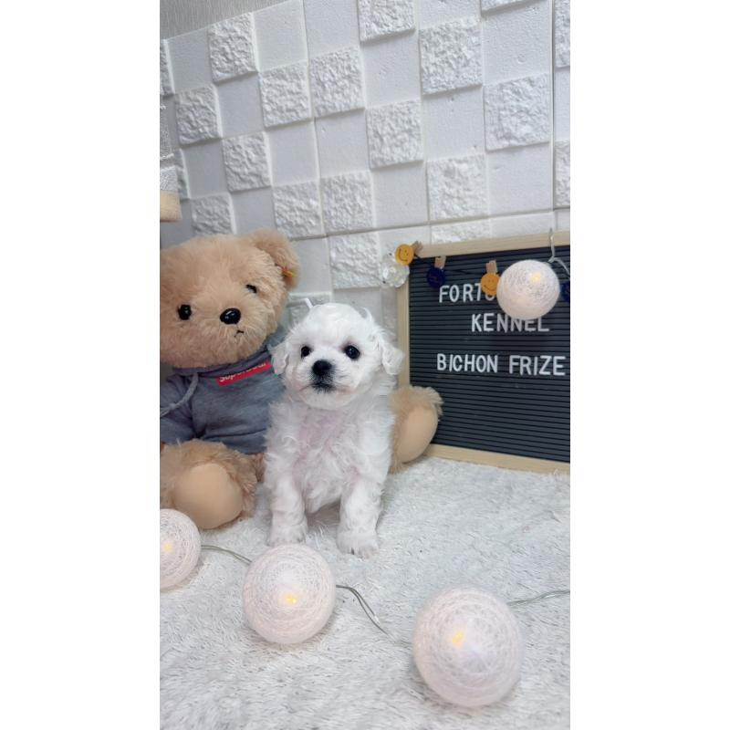 販売中の福岡県のビションフリーゼ-438739の2枚目