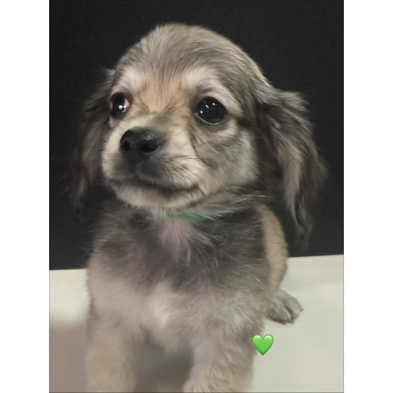 販売中の愛知県のチワックス:チワワ×ミニチュアダックスフンド-430979