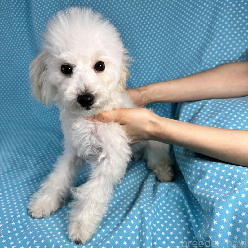 販売中の北海道のビションプー:ビションフリーゼ×トイプードル-438741の4枚目